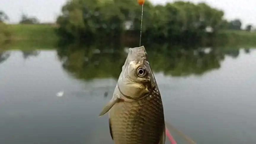 msn, stron, 功钓获一尾 msn, stron, 功钓获一尾