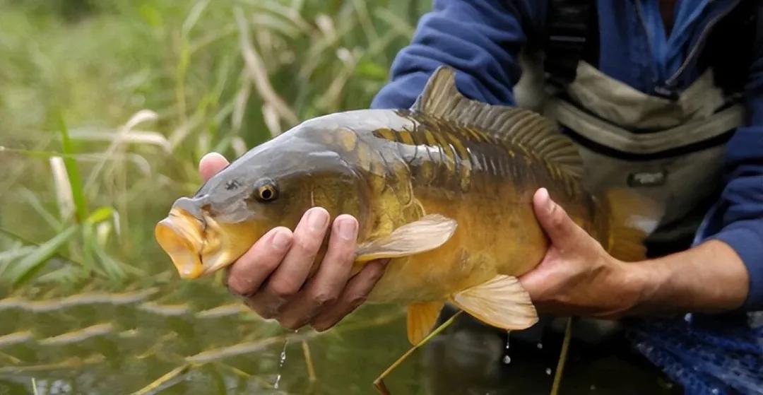 我们的目标, stron 我们的目标, stron