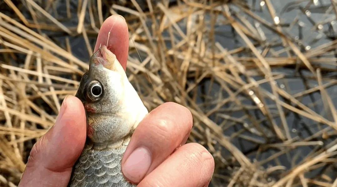 stron, img stron, img